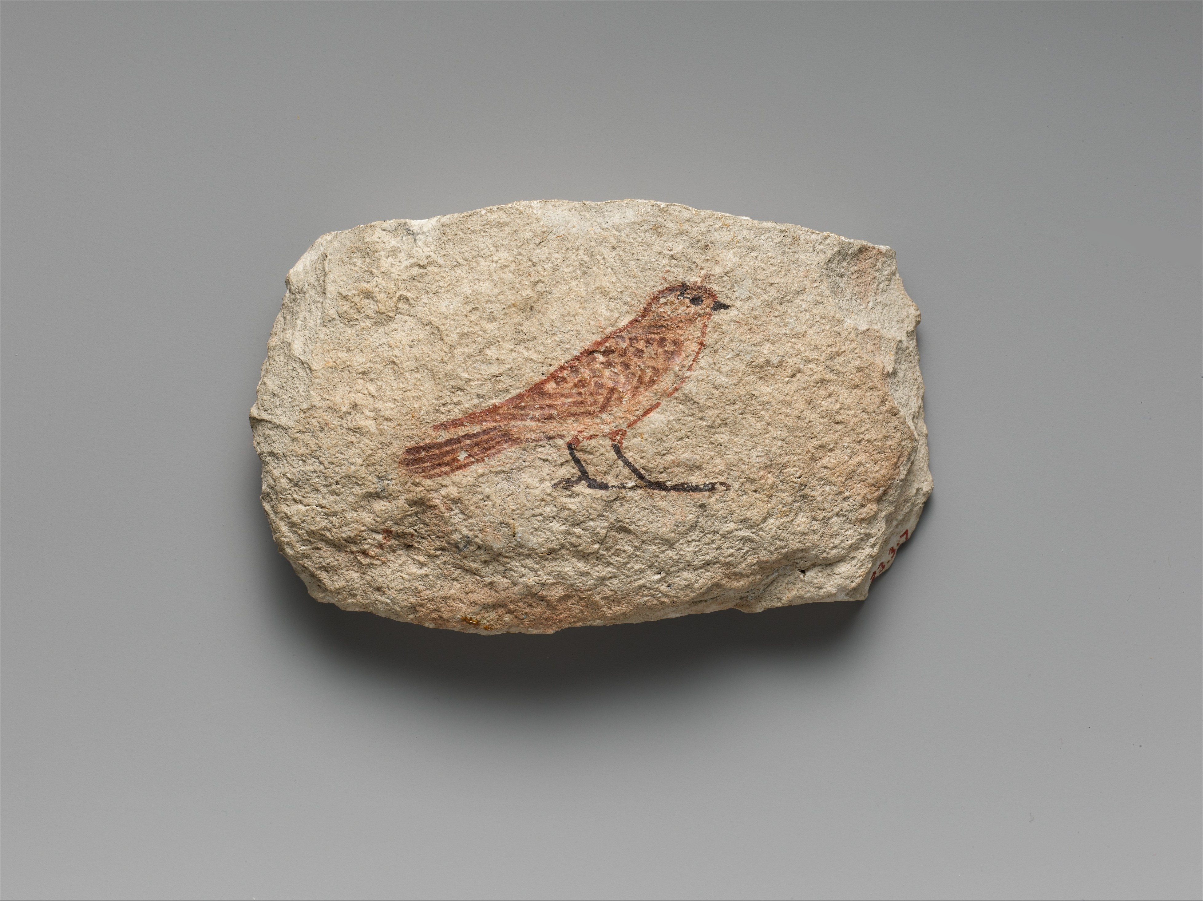 Artist's Sketch of a Sparrow