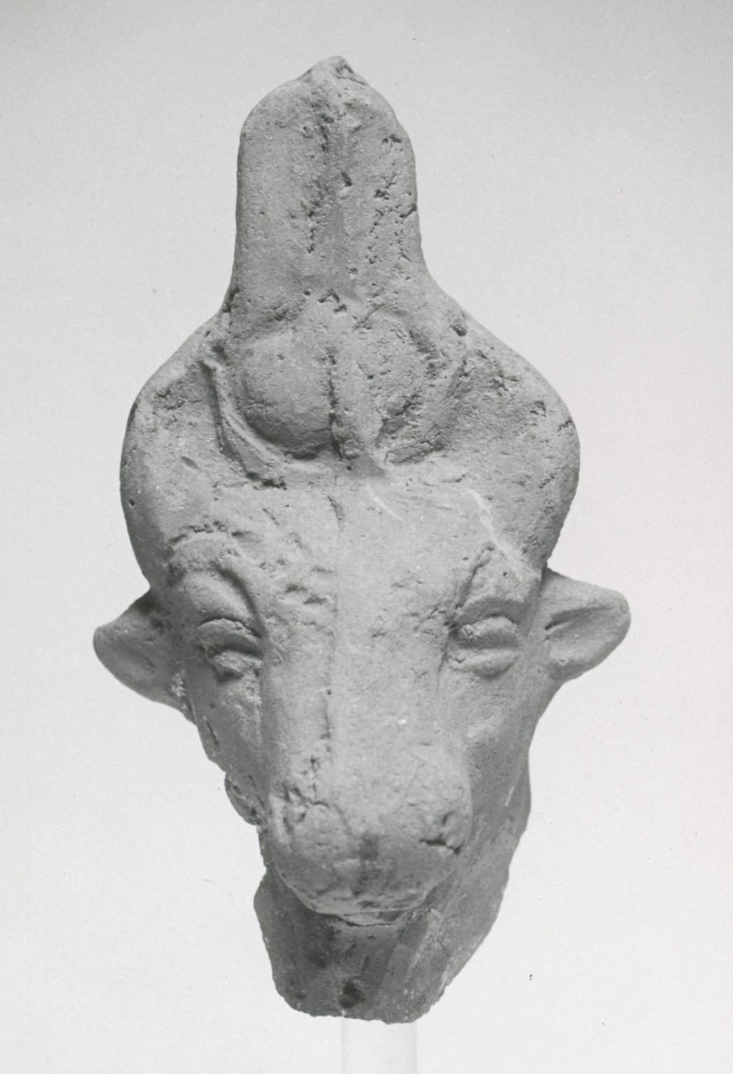 Head of a Bull