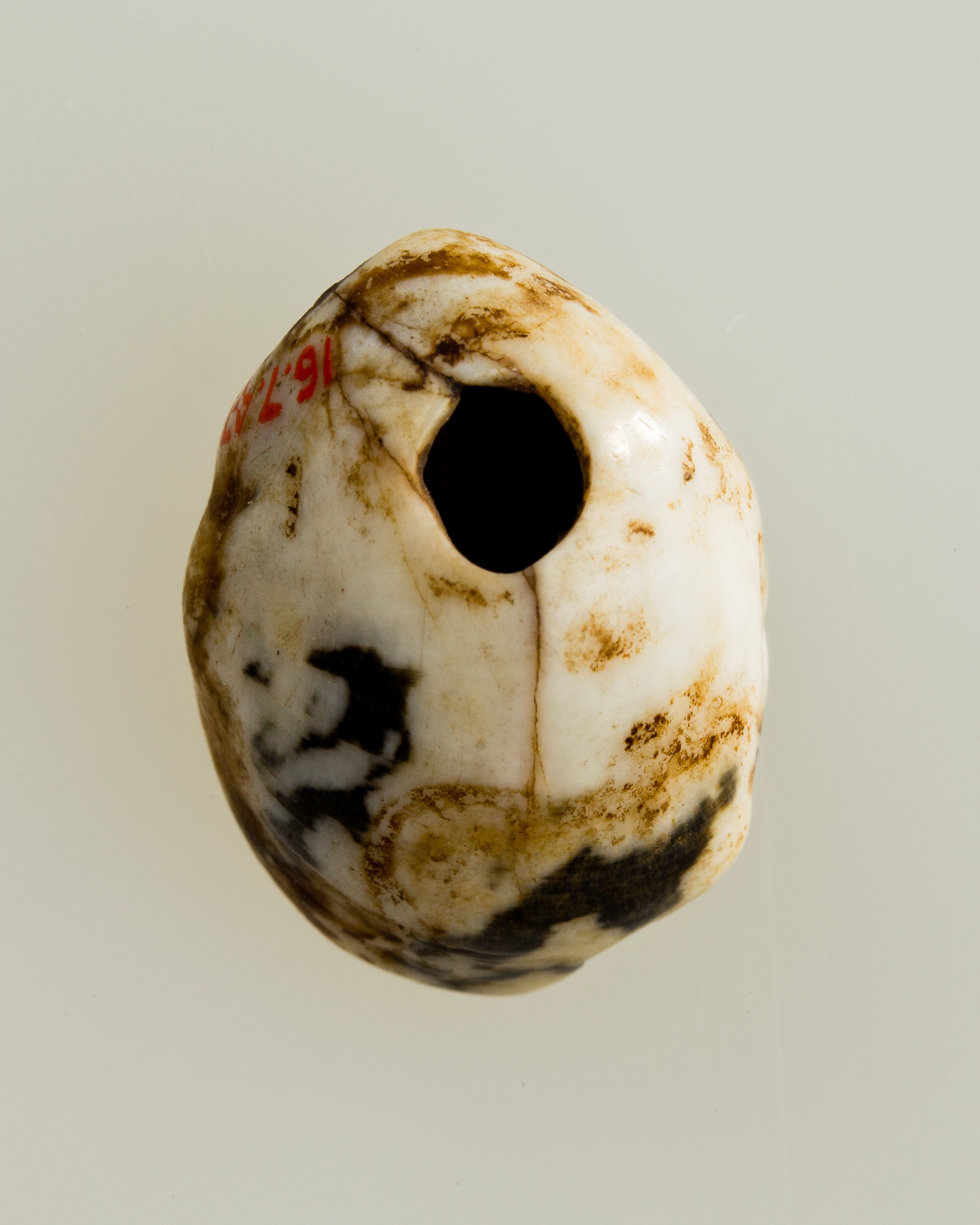 Shell pendant or bead
