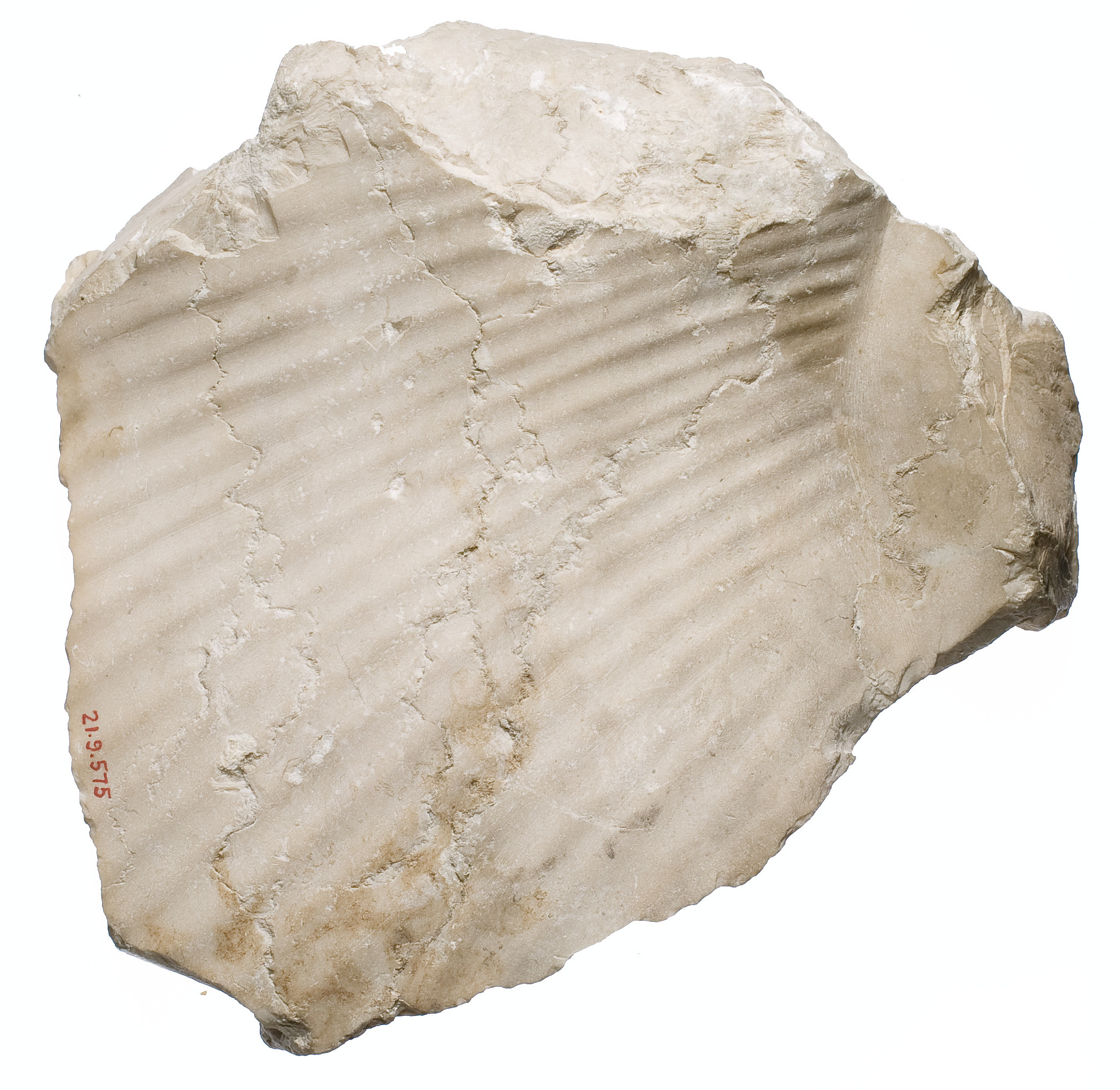Back of Nefertiti / female