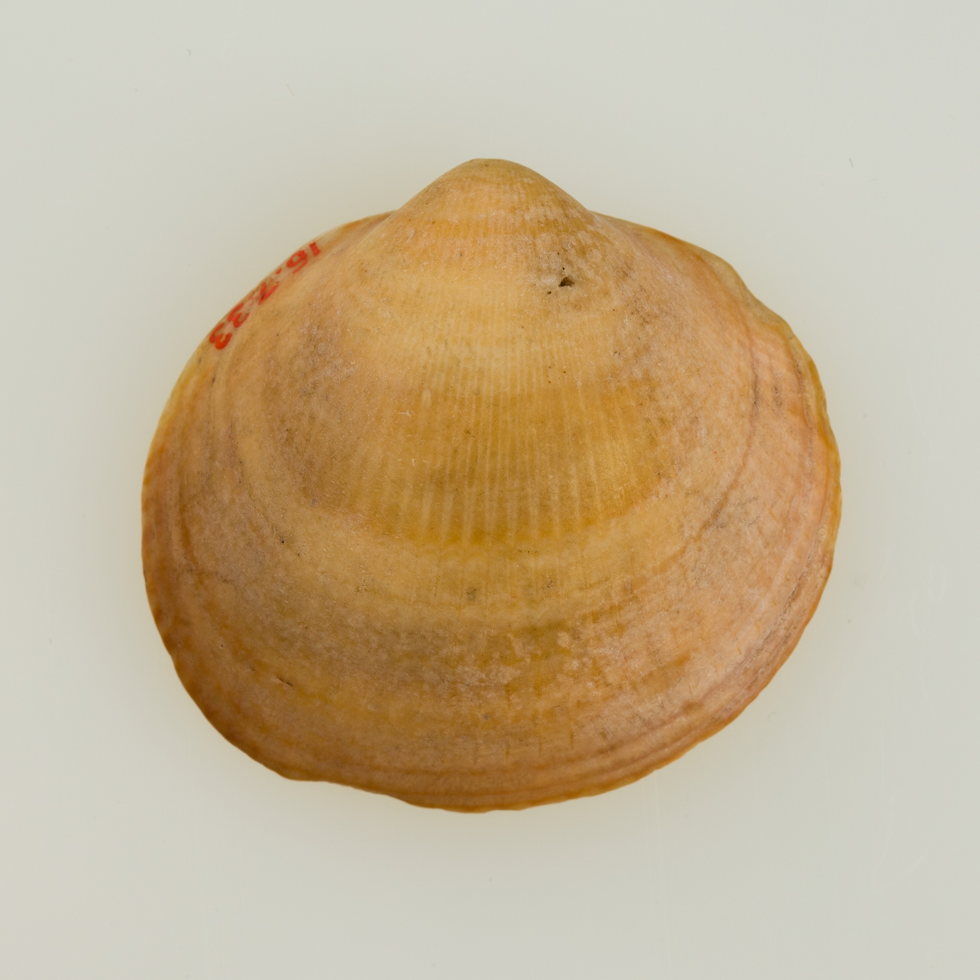 Shell pendant or bead