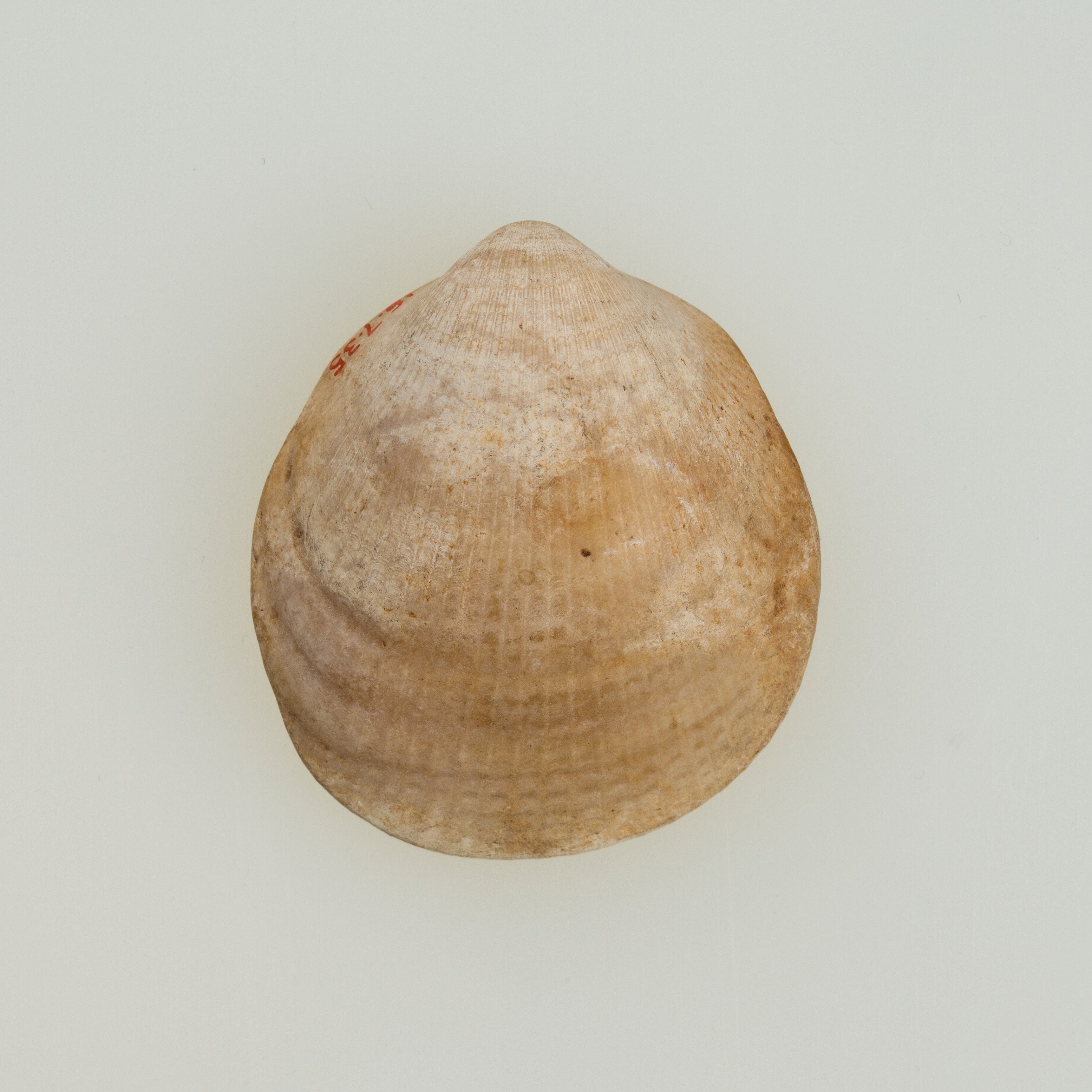 Shell pendant or bead