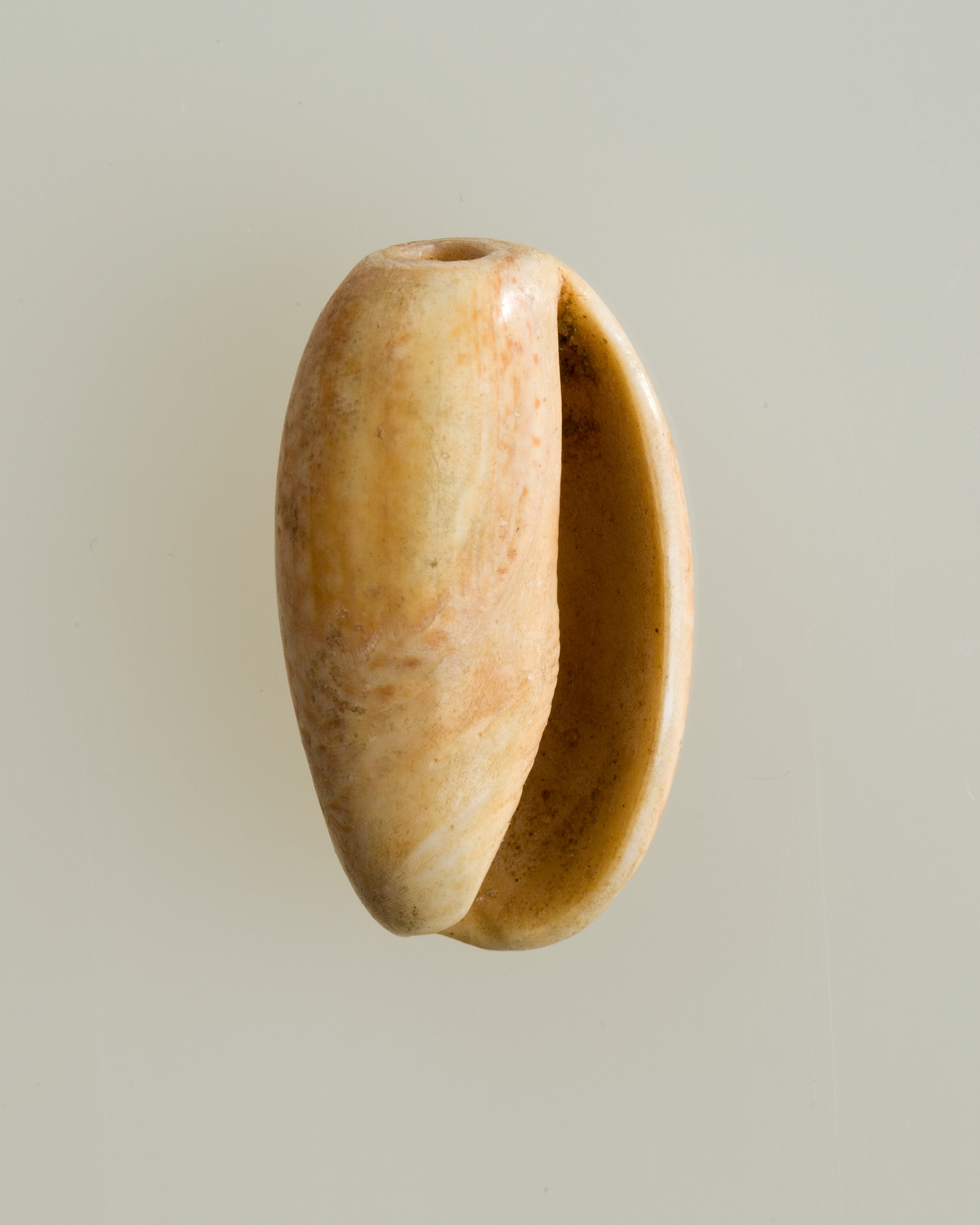 Shell pendant or bead