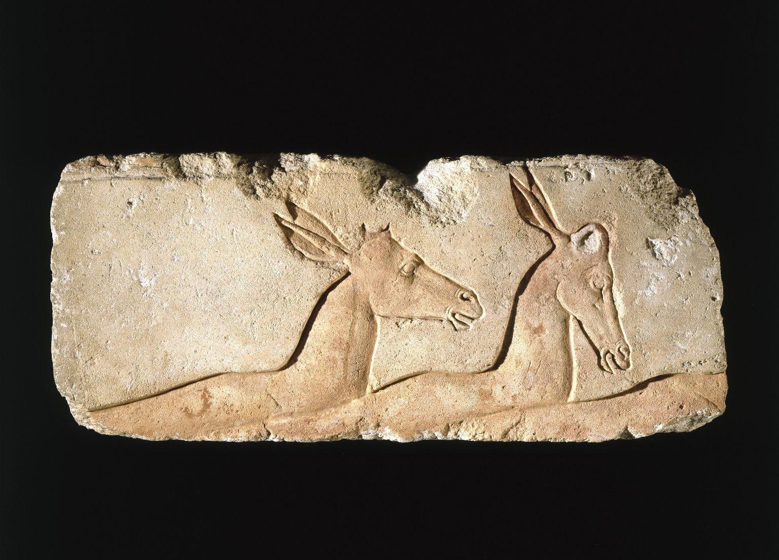 Antelopes