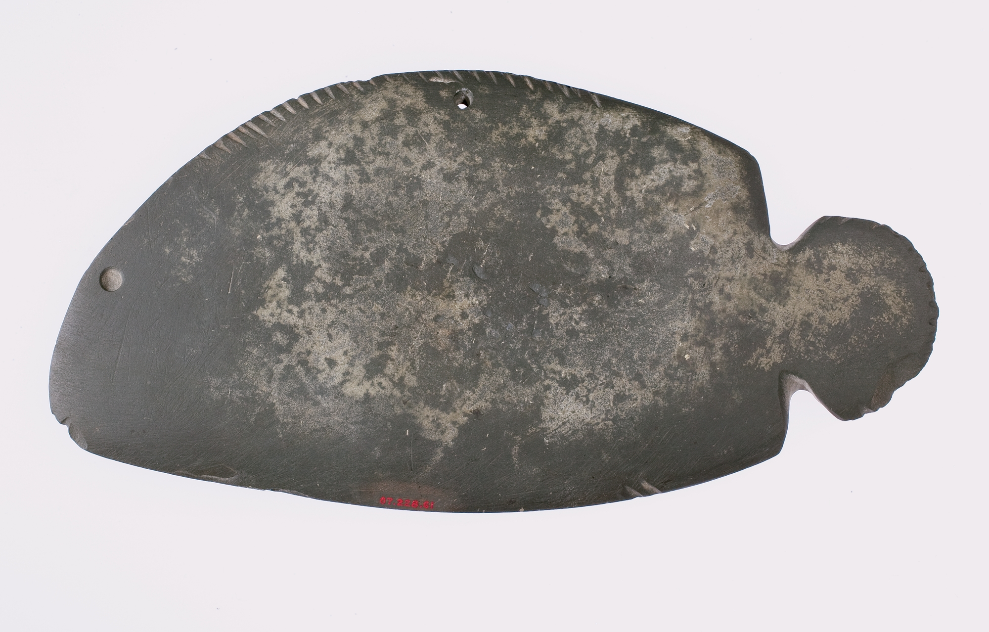 Palette shaped like a fish
