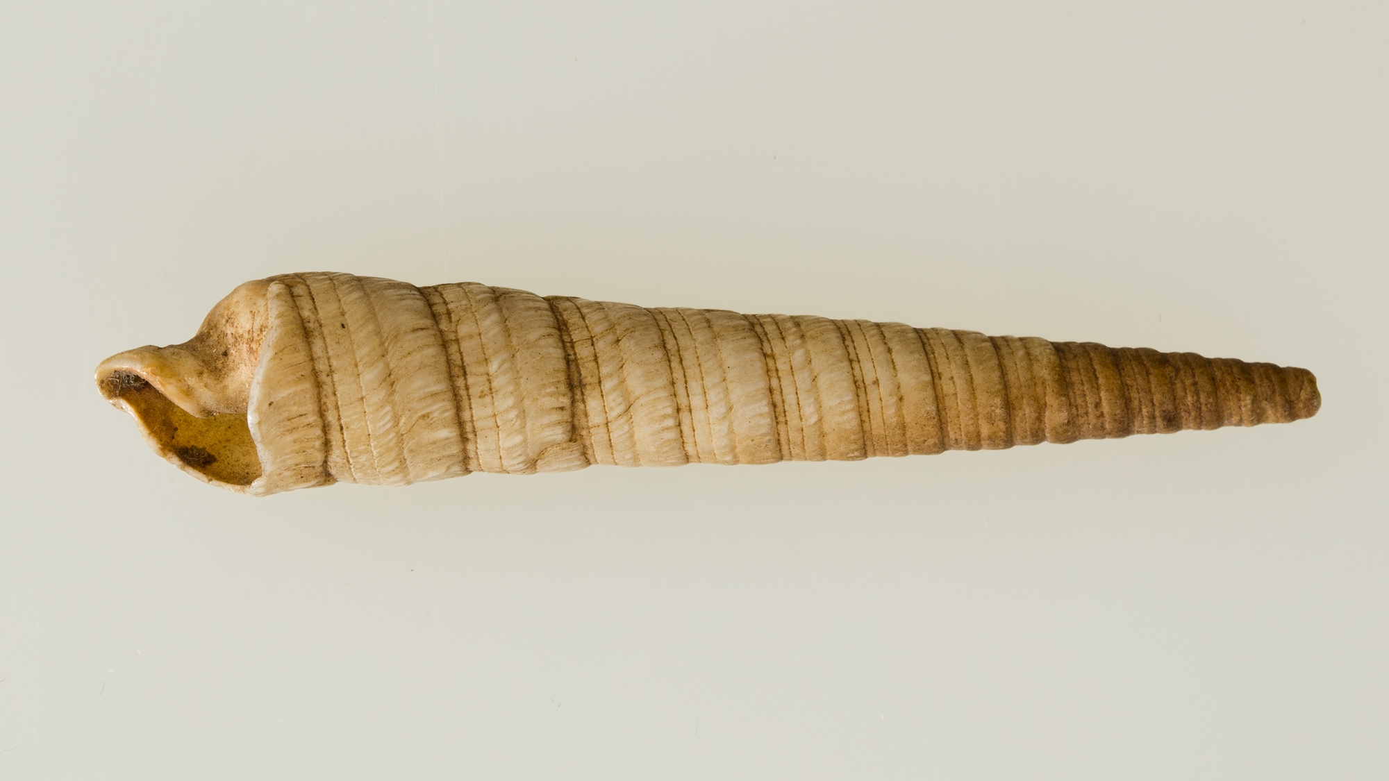 Shell pendant or bead
