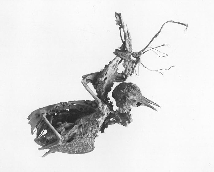 Pigeon Bones