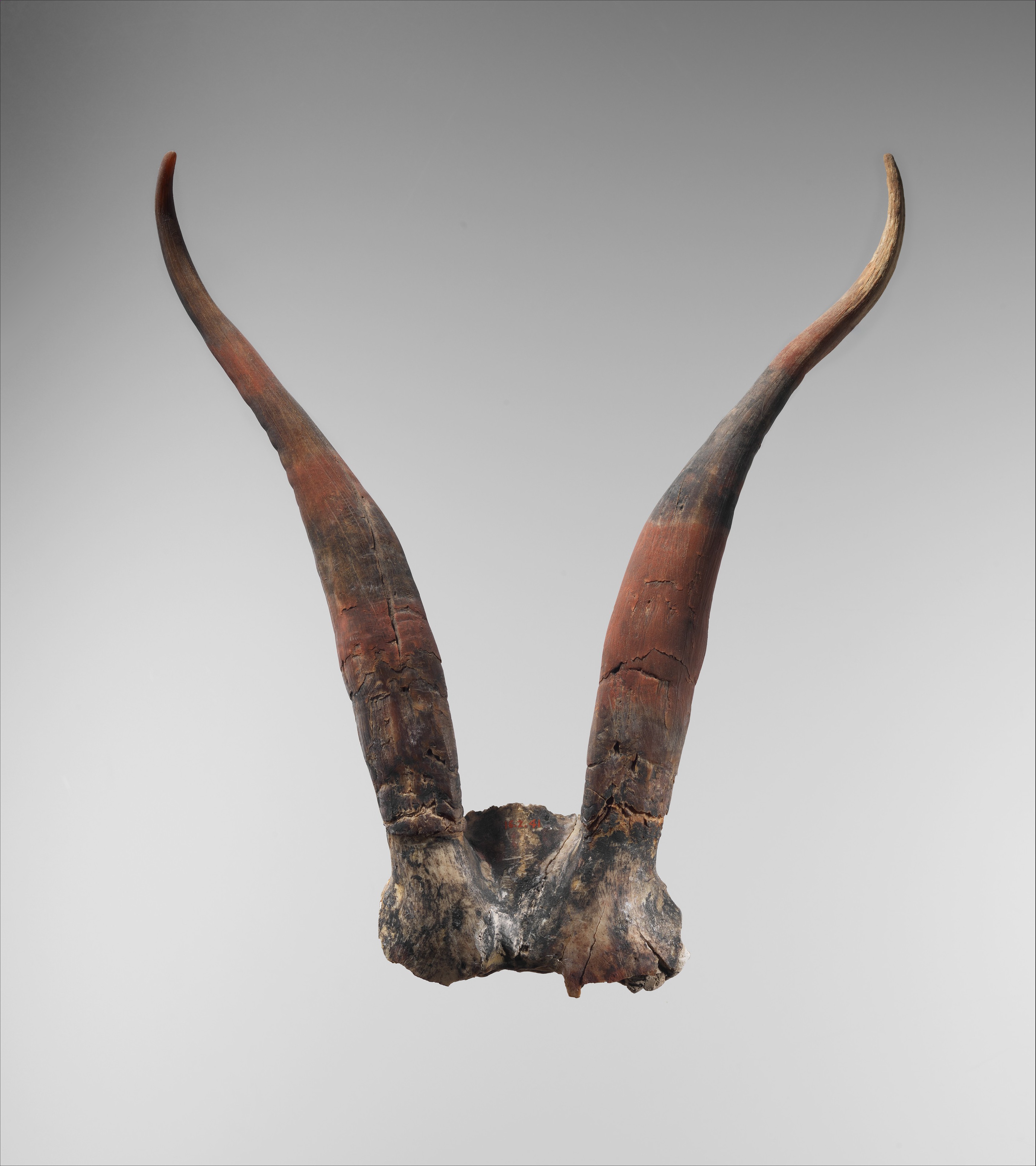 Bucrania skulls with antlers