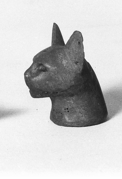 Head of a Cat