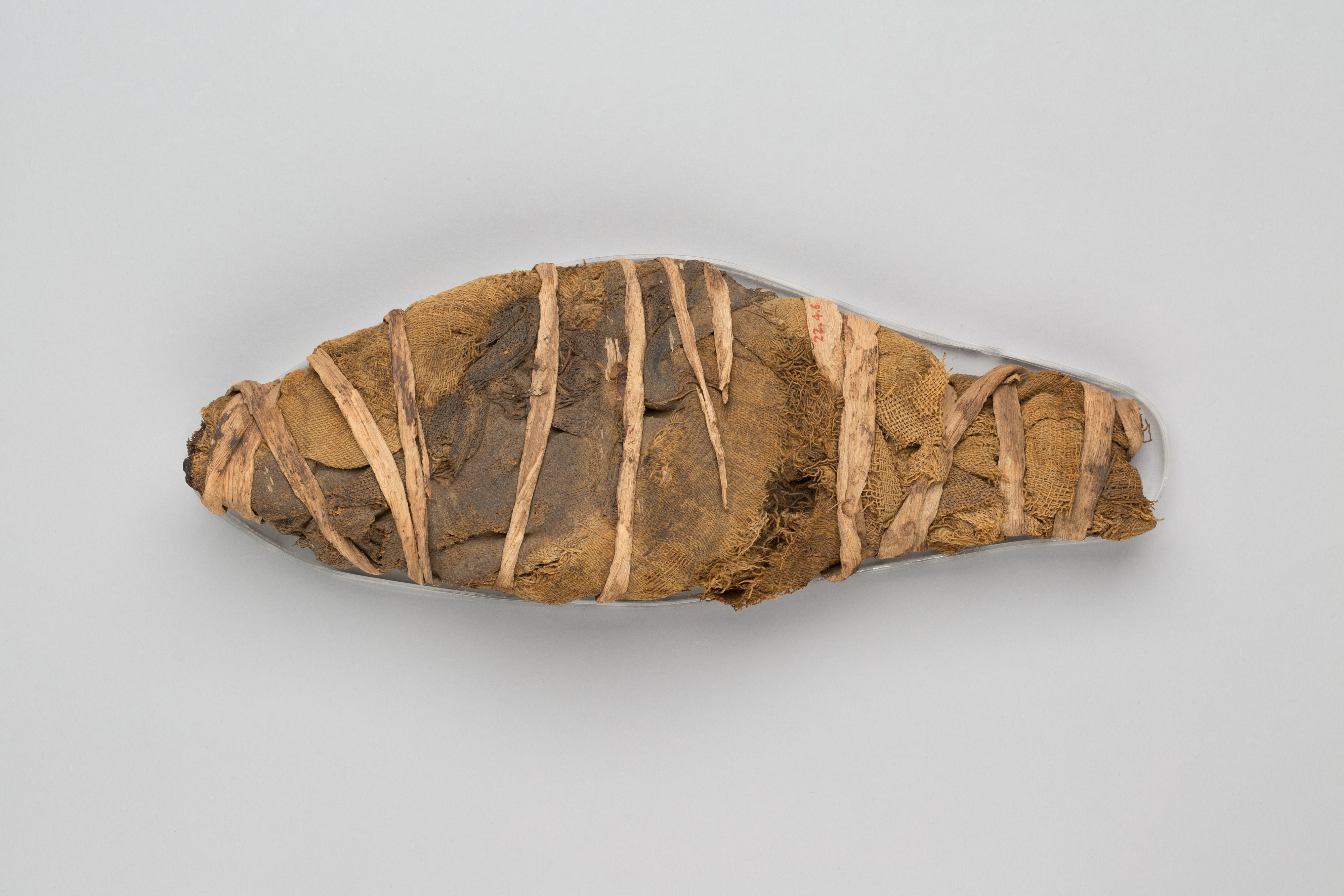 Mummified Fish