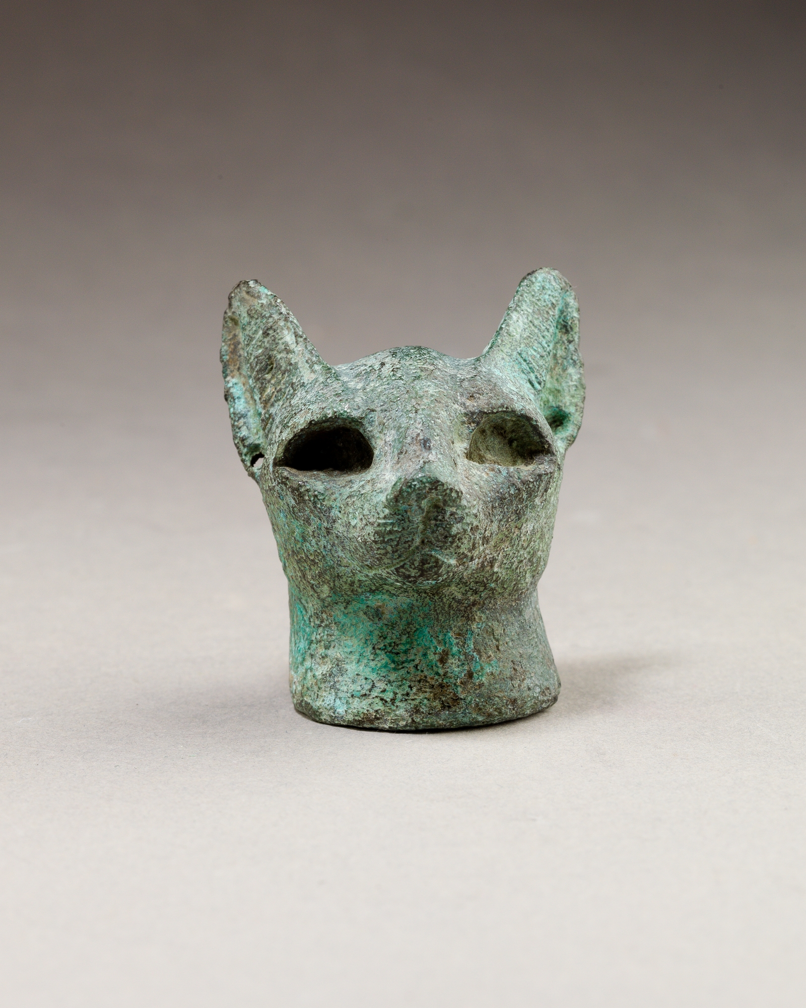 Head of a cat