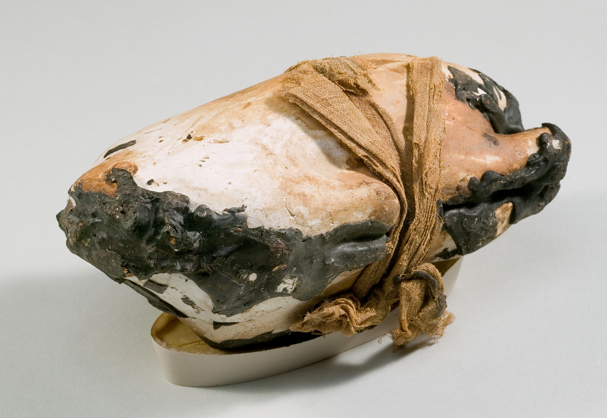 Food Case Probably Containing a Preserved Pigeon