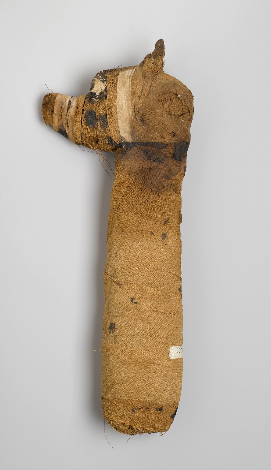 Mummified Dog