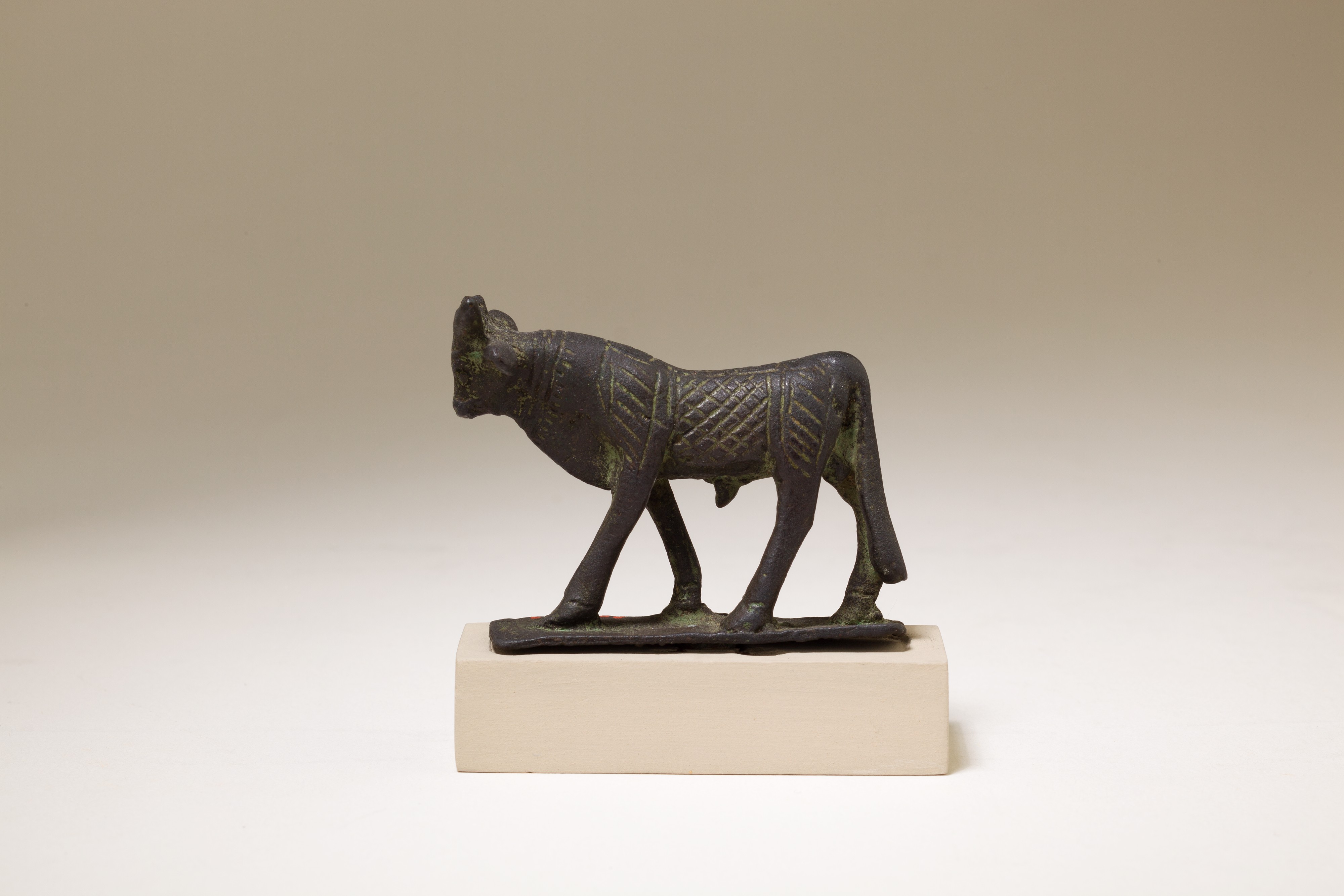 Apis bull