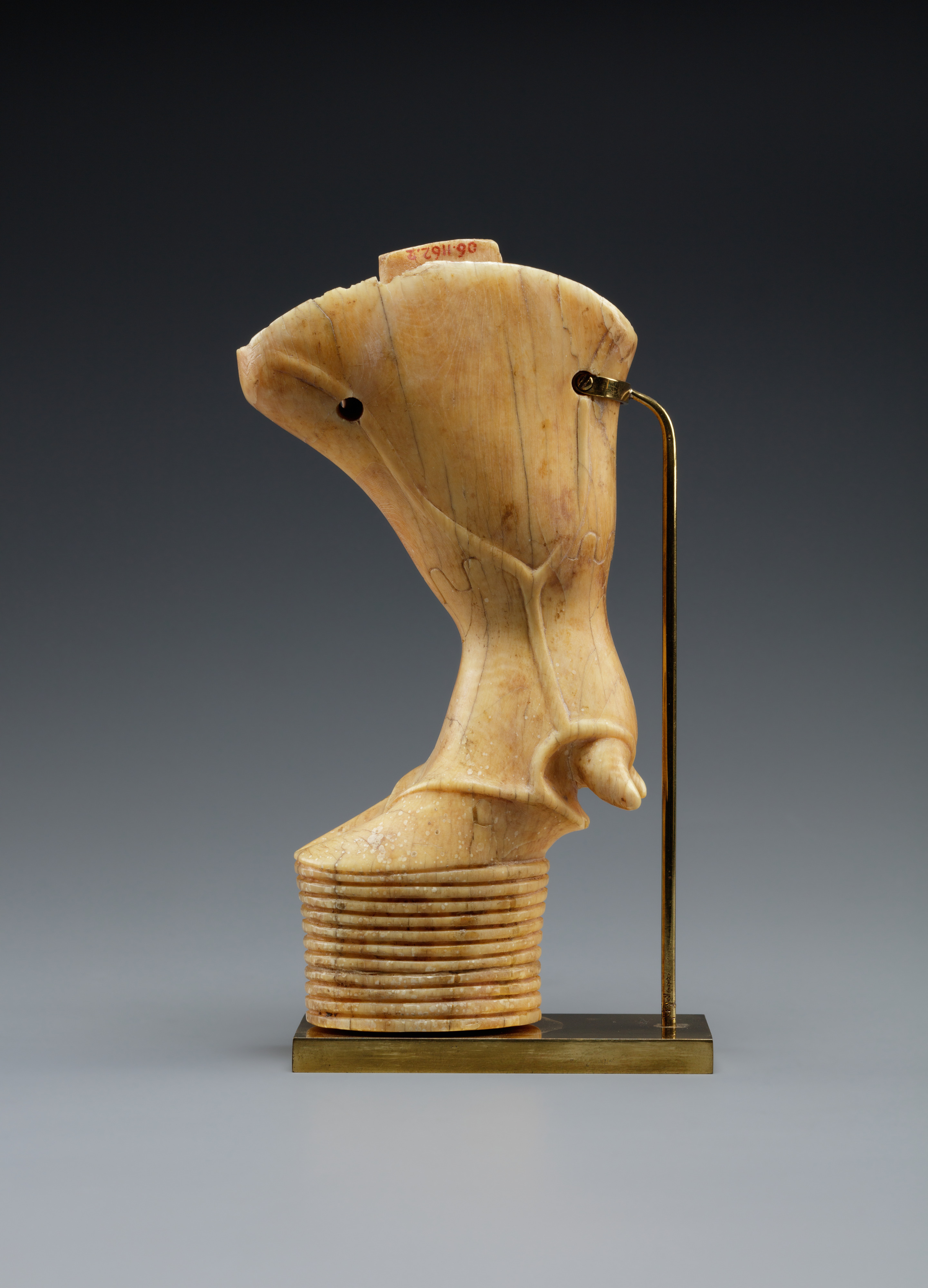 Bull's leg