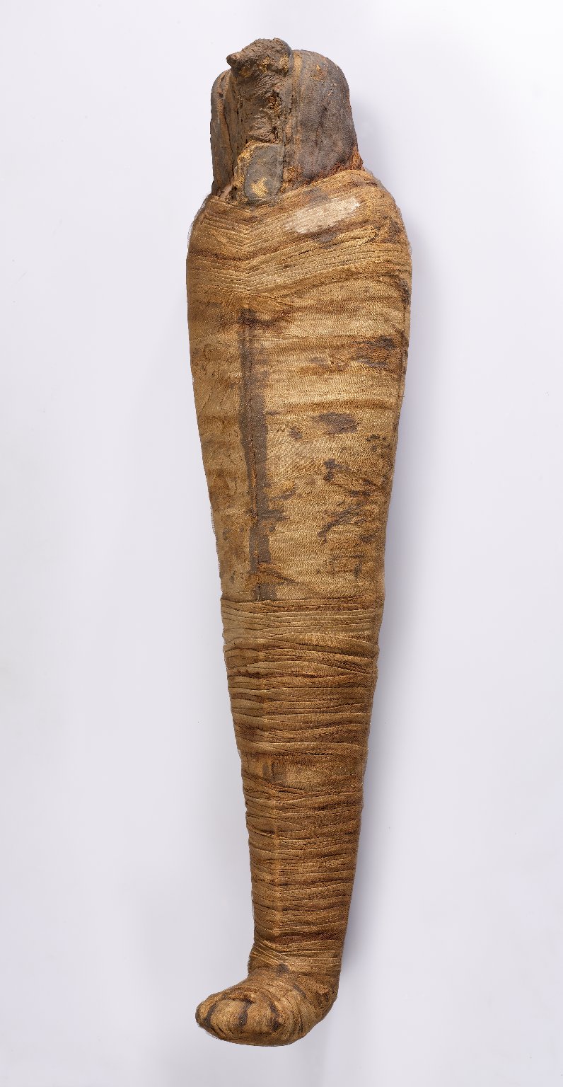 Ibis Mummy