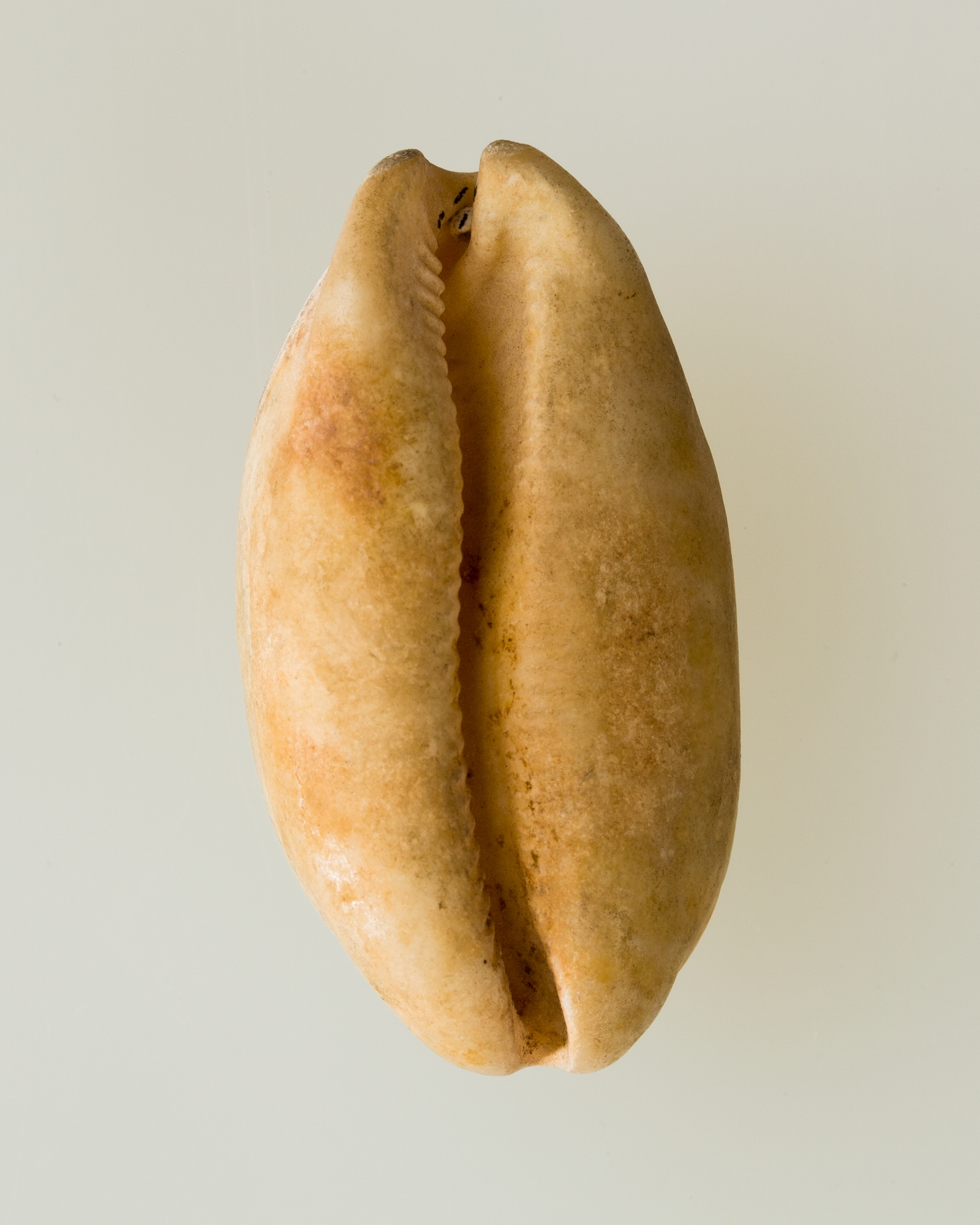 Shell pendant or bead