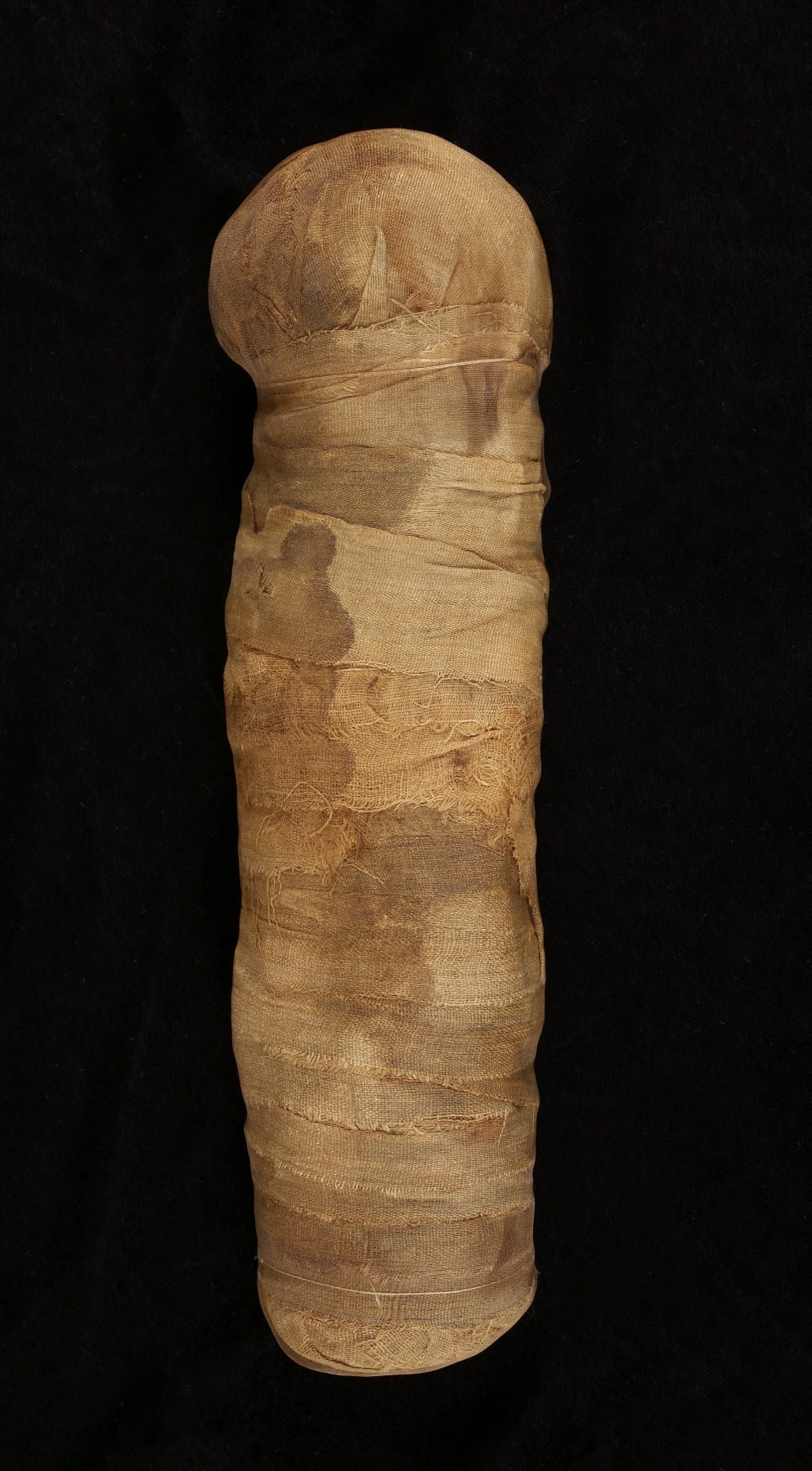 Mummified Cat