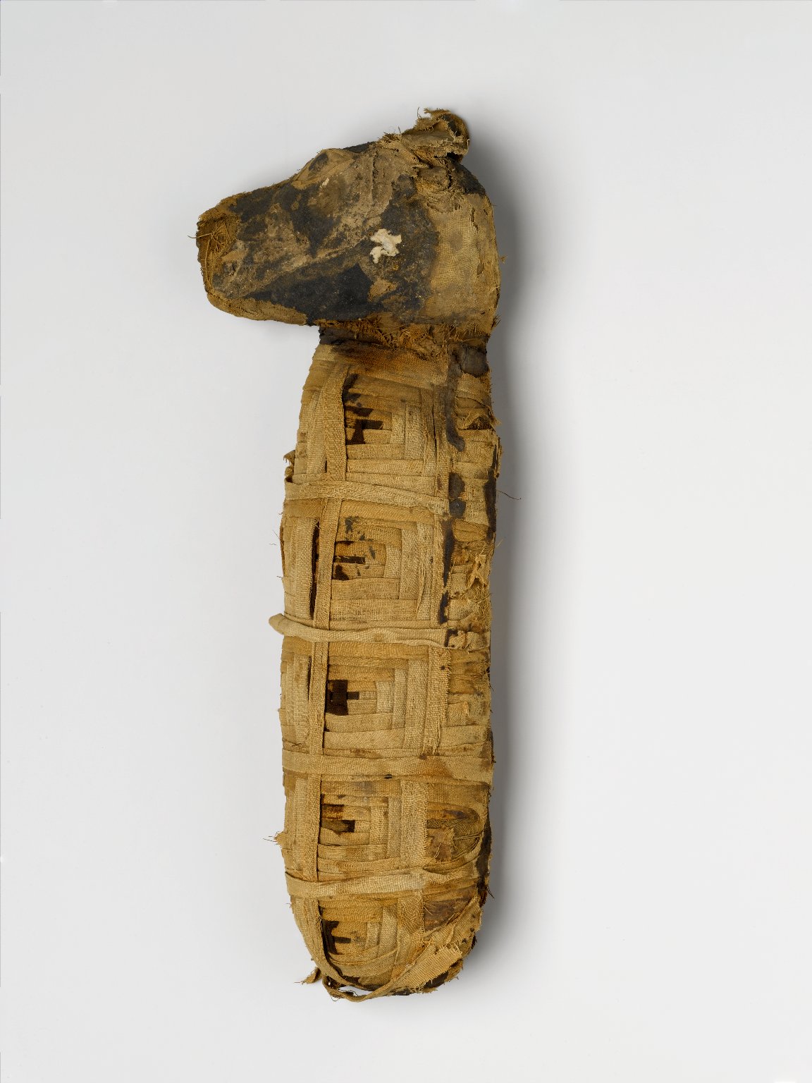 Dog Mummy