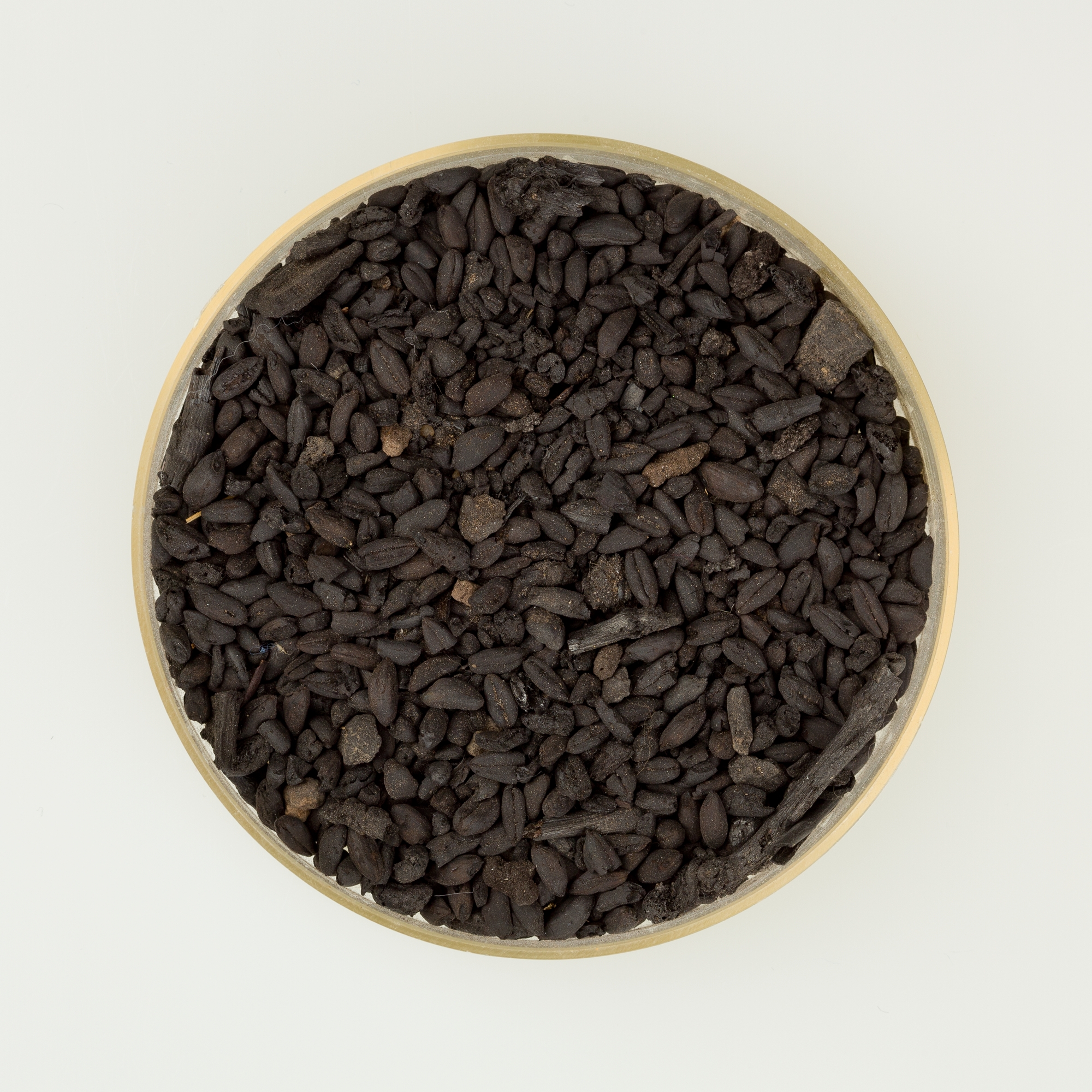 Sample of Grain from Merimda