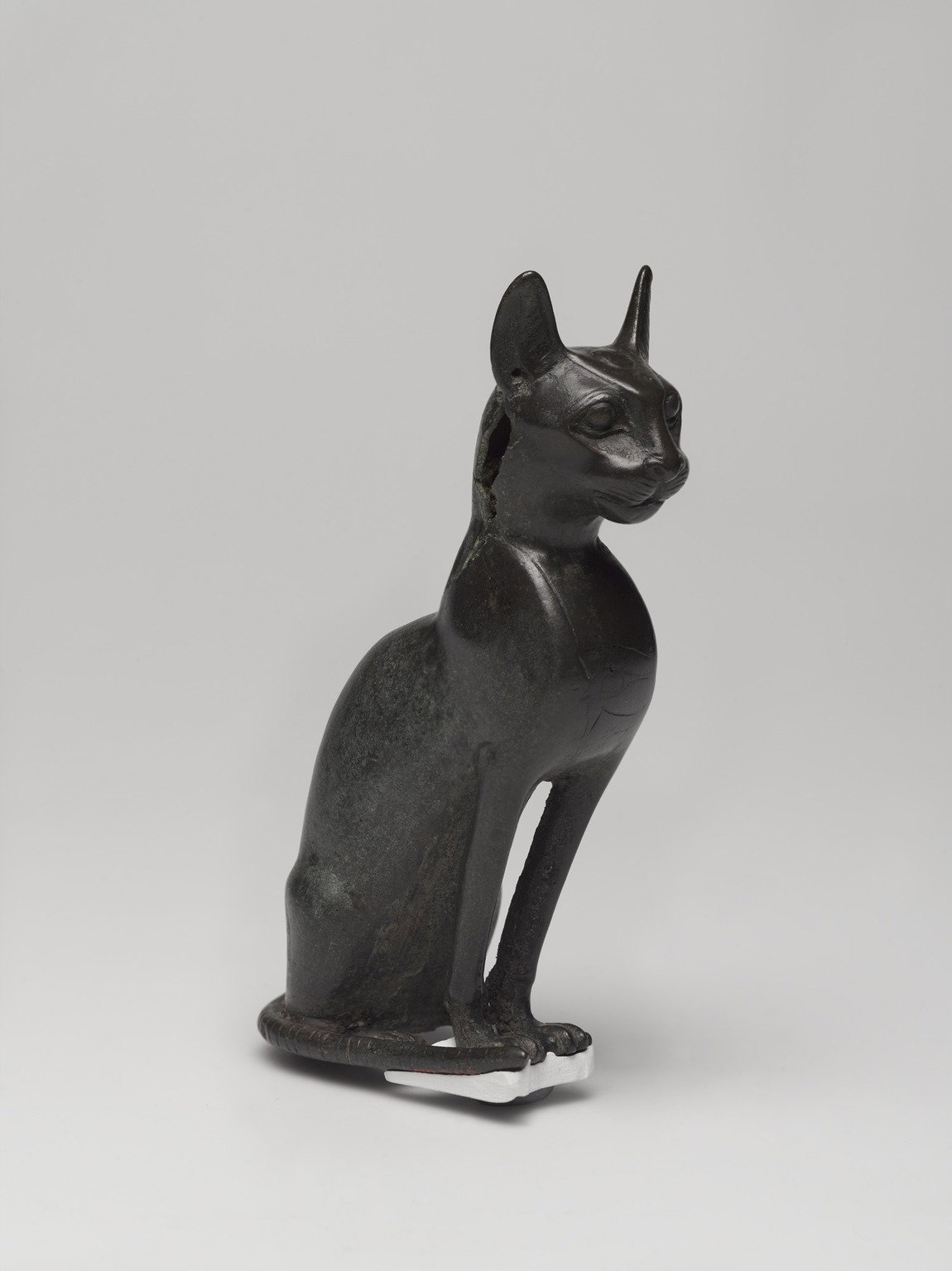 Seated Cat