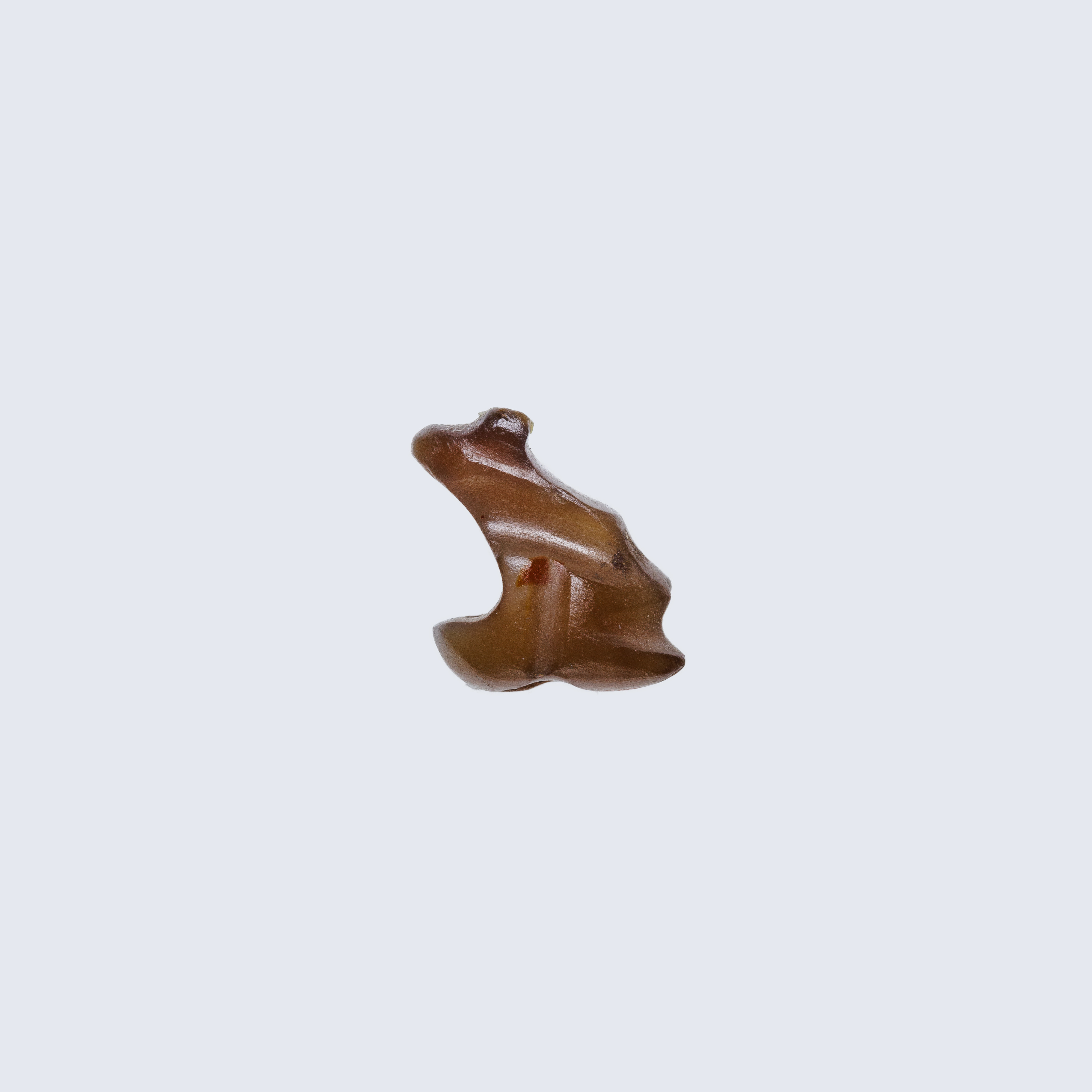 Frog Amulet