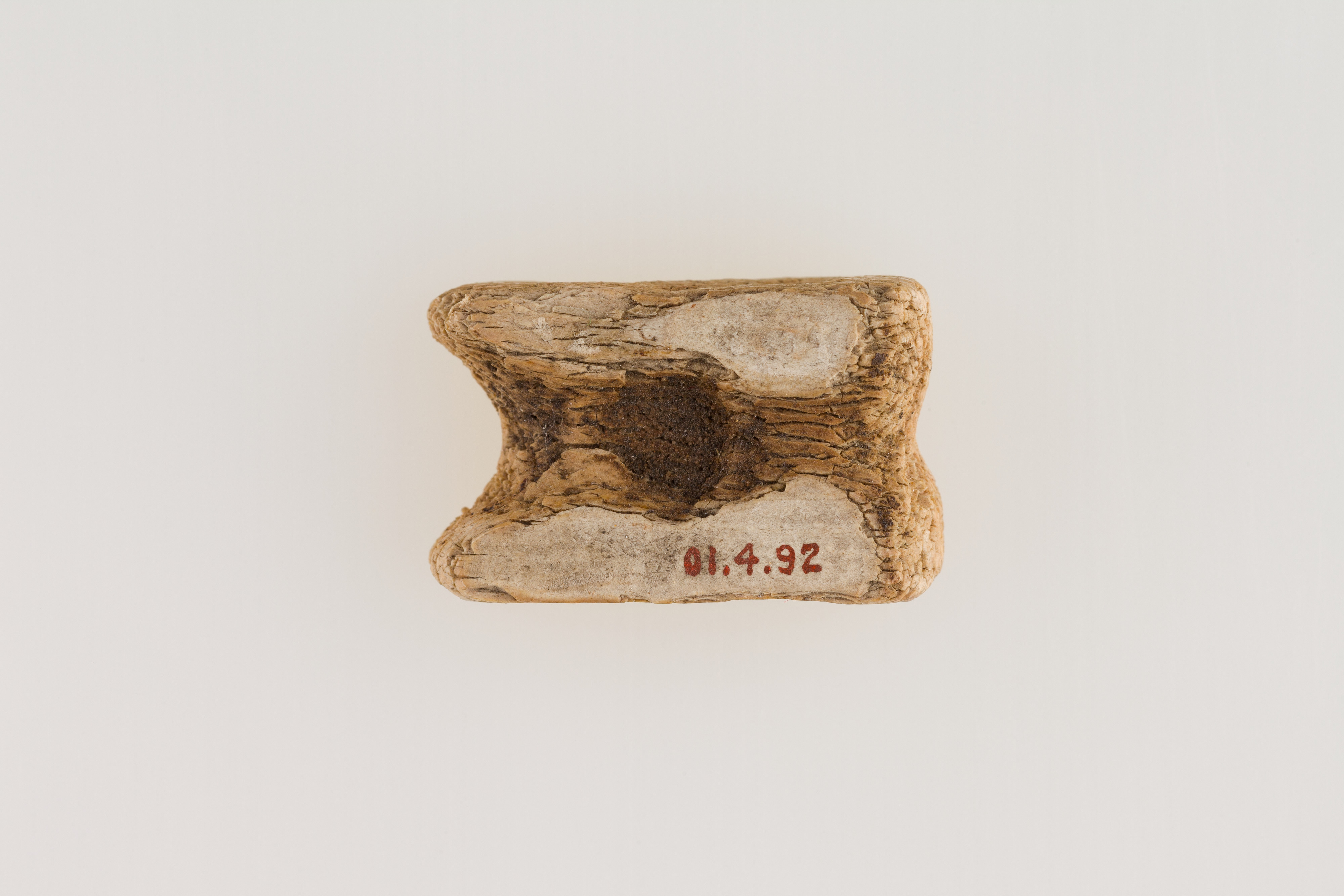 Knuckle Bone