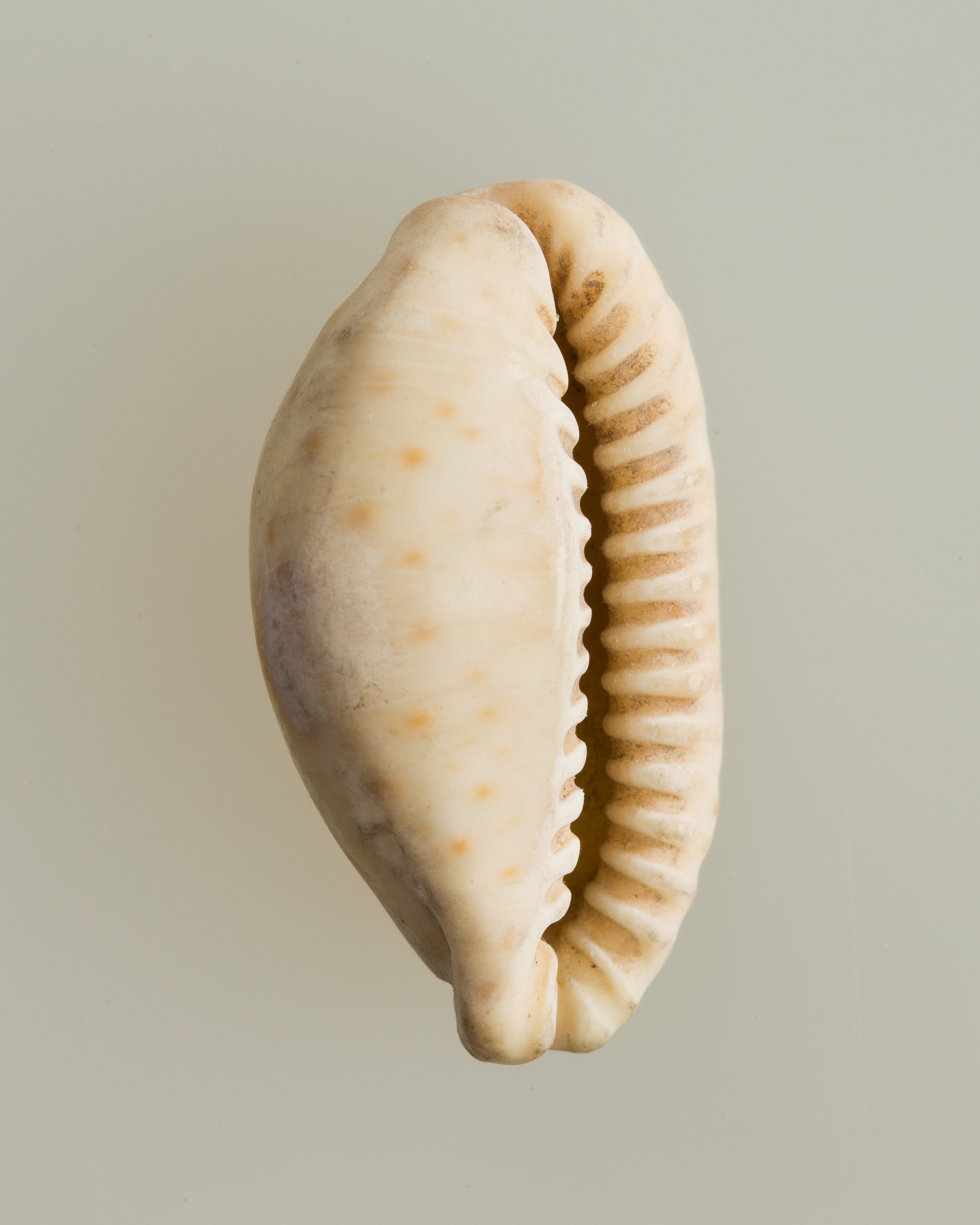 Shell pendant or bead