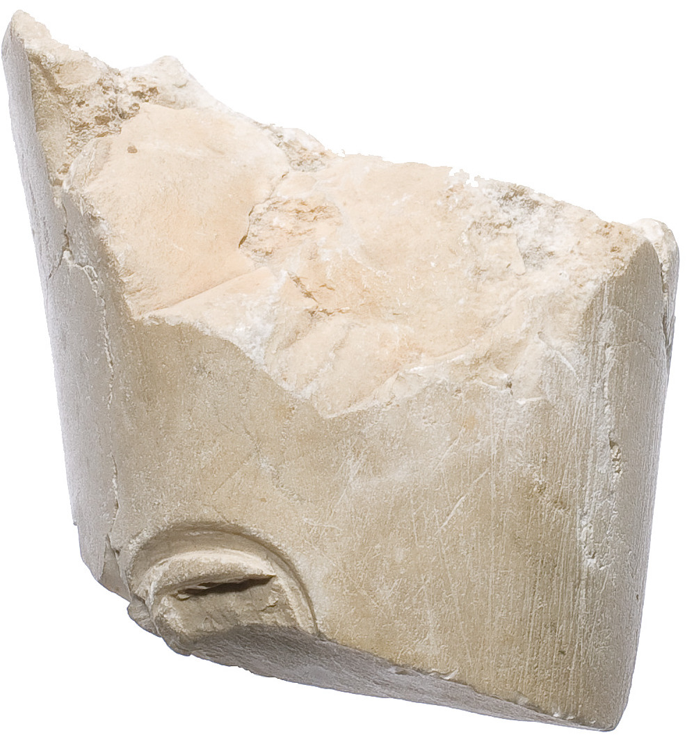 Arm with Aten cartouche