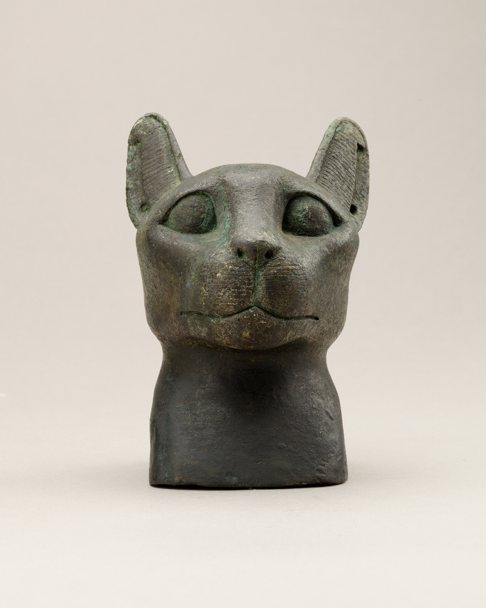 Head of a cat
