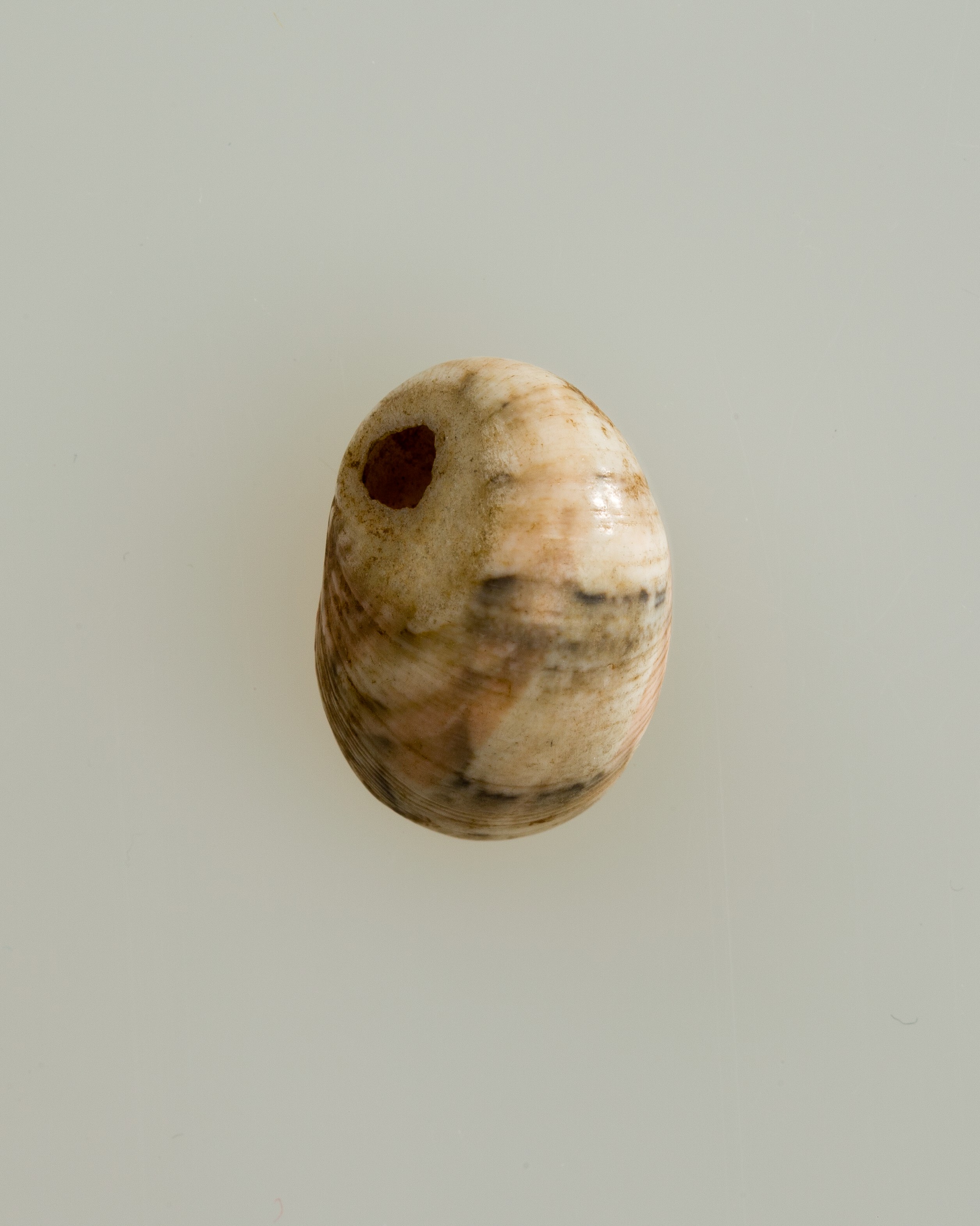 Shell pendant or bead