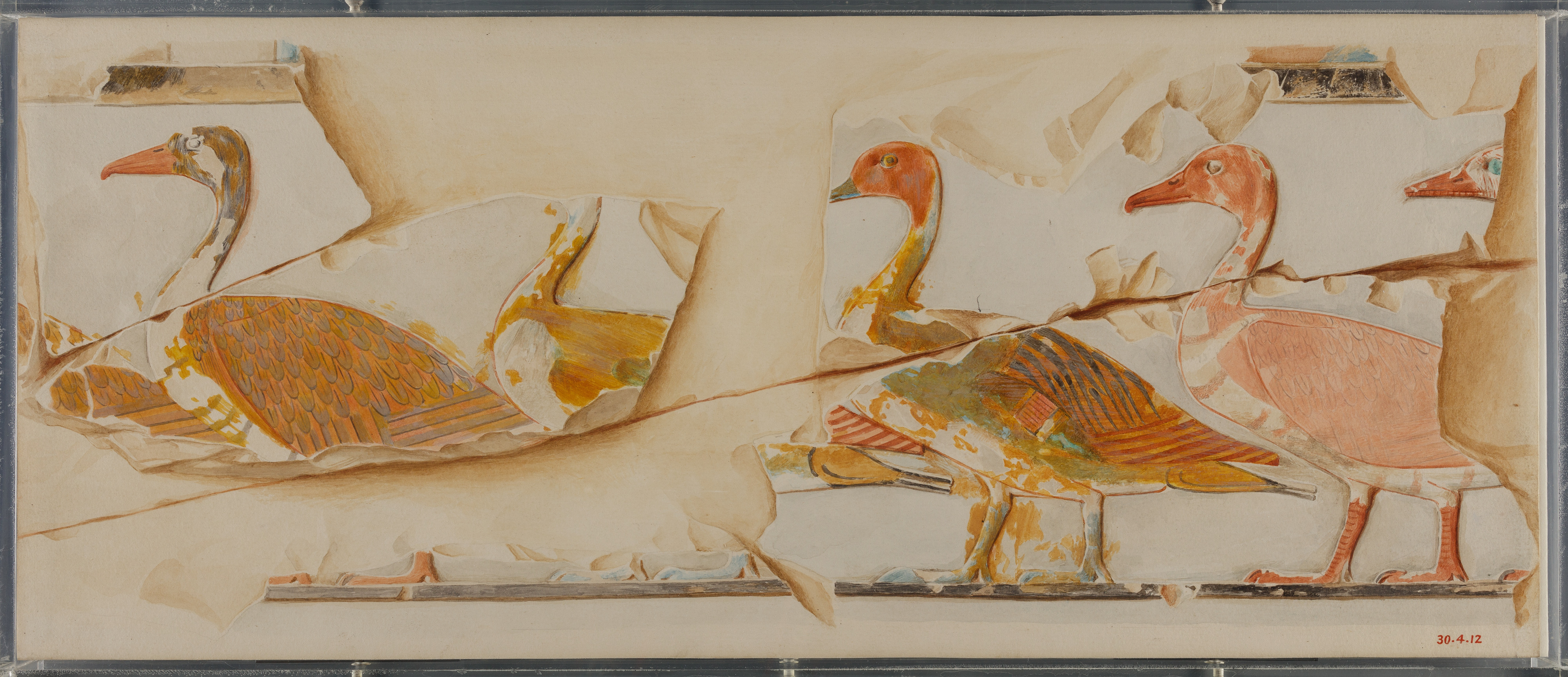 Geese and Ducks